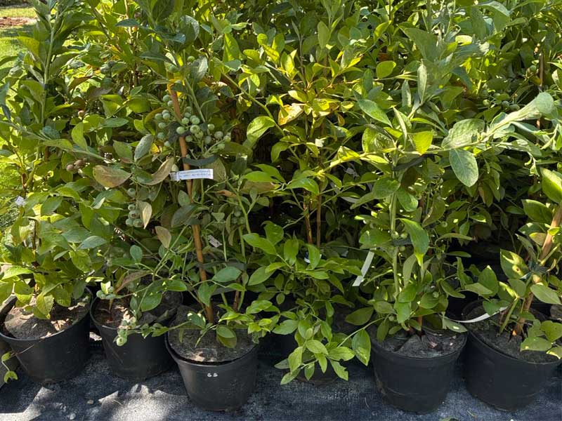 Čučoriedka (Vaccinium virgatum) CLIMAX® - Tutifruti SK Čučoriedka (Vaccinium virgatum) CLIMAX® - Tutifruti SK