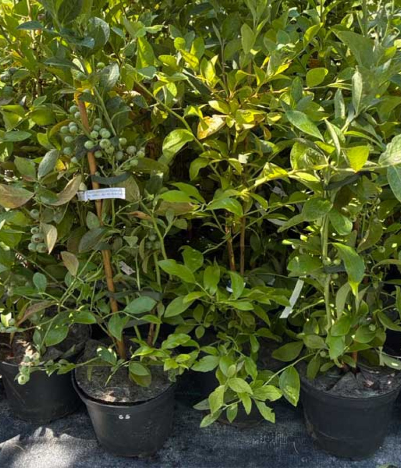 Heidelbeere (Vaccinium virgatum) CLIMAX® - Tutifruti SK