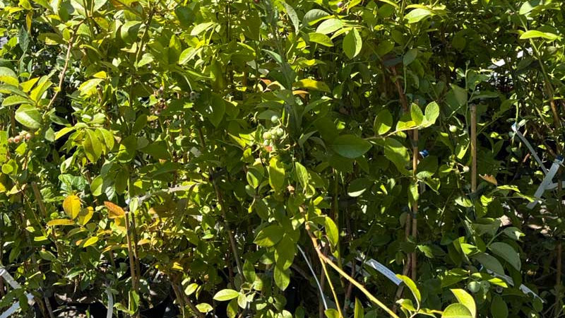 Heidelbeer-Genetik & Biotechnologie: Züchtung und Geschmack