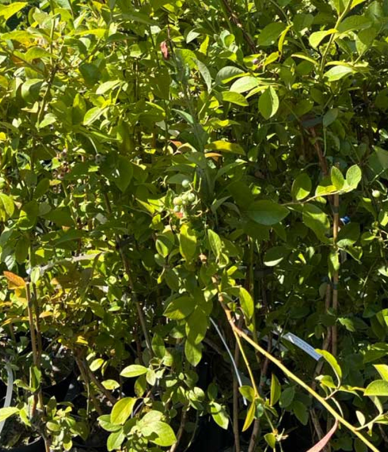 Heidelbeere (Vaccinium virgatum) PREMIER® - Tutifruti SK