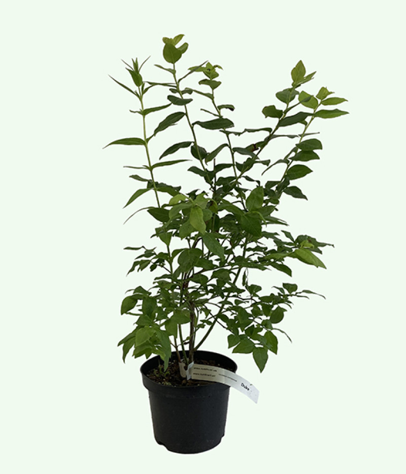 Blueberry (Vaccinium corymbosum) OLLE - Tutifruti SK