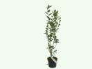 Heidelbeere (Vaccinium corymbosum) Hannah Choice - Tutifruti SK