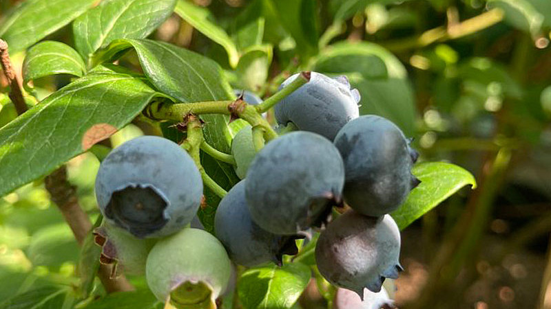 Heidelbeeren: Wissenschaft über Geschmack, Textur und Winterschlaf