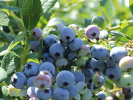 Blueberry (Vaccinium corymbosum) OLLE - Tutifruti SK