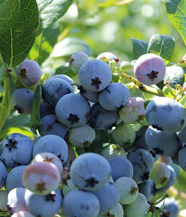 Heidelbeere (Vaccinium corymbosum) OLLE