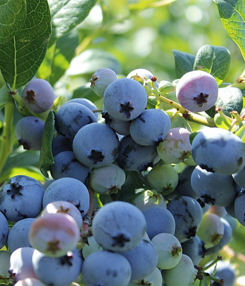 Blueberry (Vaccinium corymbosum) OLLE - Tutifruti SK