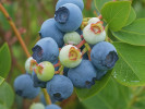 Čučoriedka (Vaccinium virgatum) POWDER BLUE - Tutifruti SK