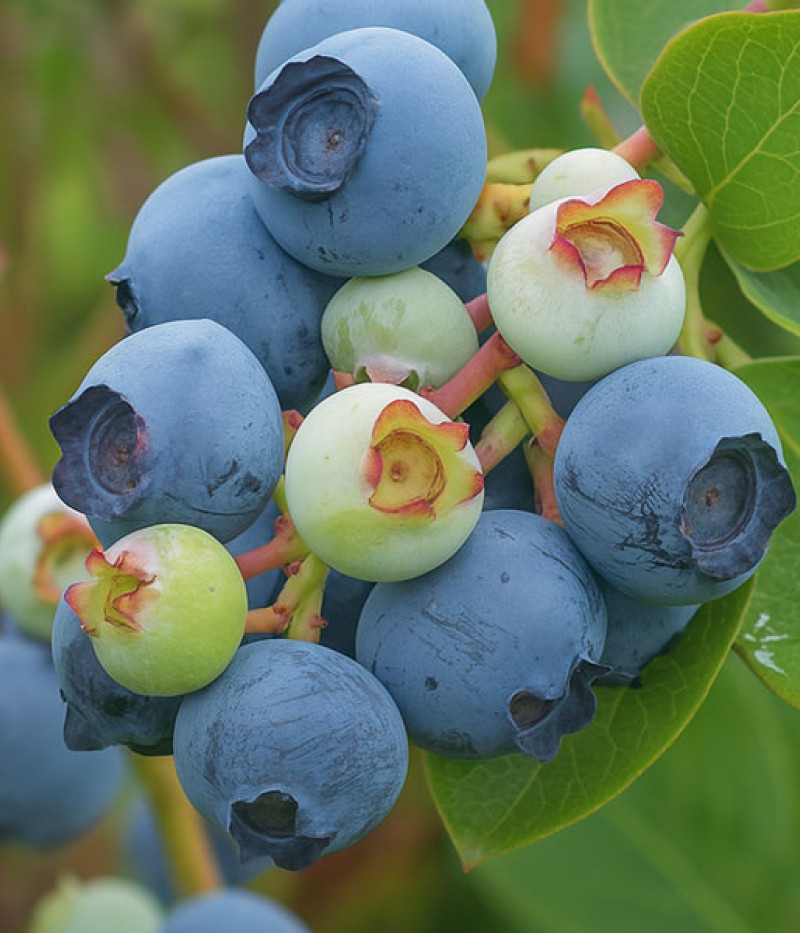 Čučoriedka (Vaccinium virgatum) POWDER BLUE - Tutifruti SK