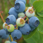 Blueberry (Vaccinium virgatum) POWDER BLUE