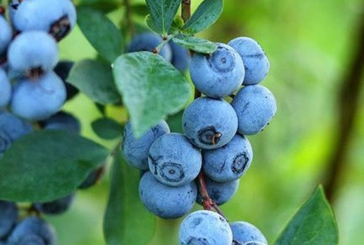 Rabbiteye Blaubeeren: Analyse der Sorten Climax, Premier, Brightwell und Delite