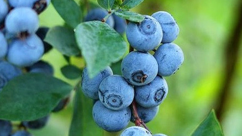 Rabbiteye Blaubeeren: Analyse der Sorten Climax, Premier, Brightwell und Delite