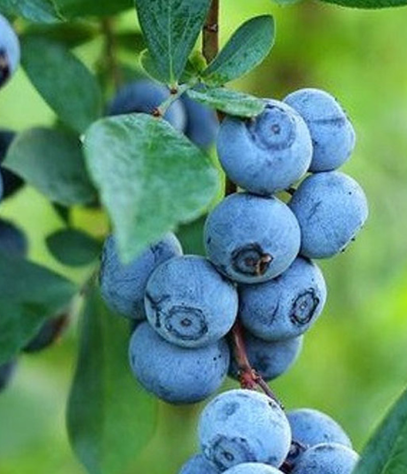 Heidelbeere (Vaccinium virgatum) PREMIER® - Tutifruti SK