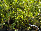 Blueberry (Vaccinium corymbosum x Vaccinium darrowii) PRIMADONNA® - Tutifruti SK Blueberry (Vaccinium corymbosum x Vaccinium darrowii) PRIMADONNA® - Tutifruti SK