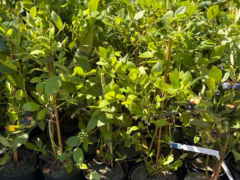 Blueberry (Vaccinium corymbosum x Vaccinium darrowii) PRIMADONNA® - Tutifruti SK Blueberry (Vaccinium corymbosum x Vaccinium darrowii) PRIMADONNA® - Tutifruti SK