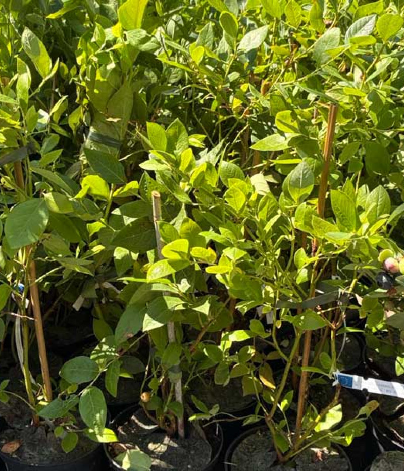 Heidelbeere (Vaccinium corymbosum x Vaccinium darrowii) PRIMADONNA® - Tutifruti SK