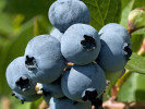 Blueberry (Vaccinium corymbosum x Vaccinium darrowii) MILLENNIA® - Tutifruti SK Blueberry (Vaccinium corymbosum x Vaccinium darrowii) MILLENNIA® - Tutifruti SK