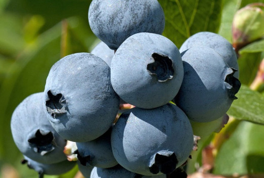 Ein Leitfaden durch die Welt der wärmeliebenden Blaubeeren: Welche Southern Highbush-Sorte ist die richtige für Sie?