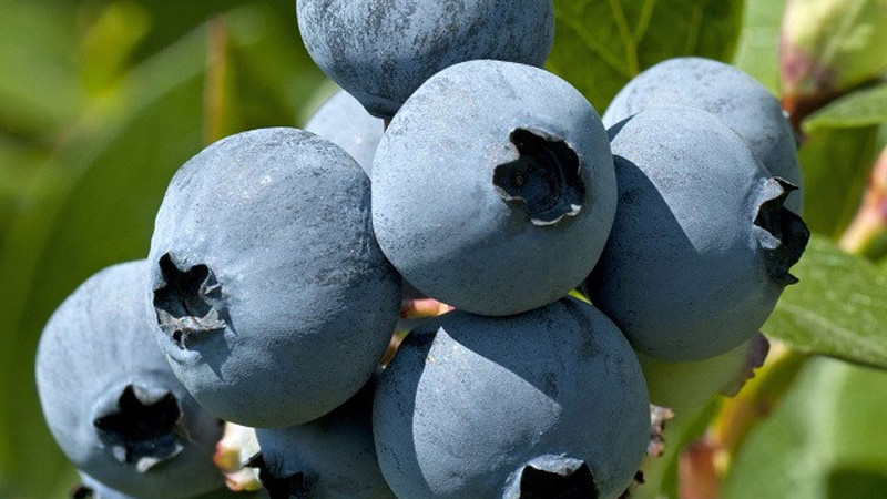 Die Champions unter den Blaubeeren: Sunshine Blue, Brightwell, Southland und Misty | Blog