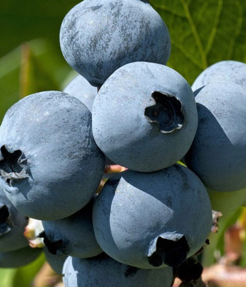 Čučoriedka (Vaccinium corymbosum x Vaccinium darrowii) MILLENNIA® - Tutifruti SK