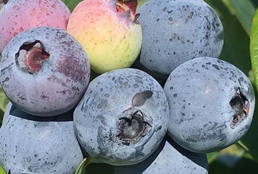Heidelbeerkrankheiten: Wurzelfäule, Fruchtmumien & Viren