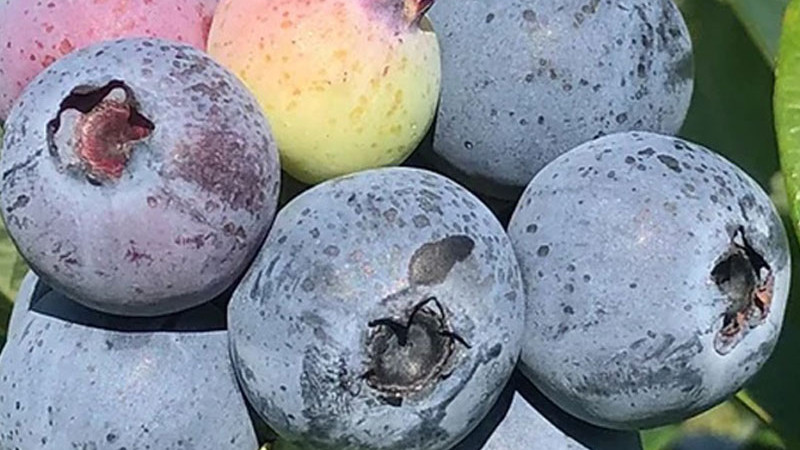 Heidelbeerkrankheiten: Wurzelfäule, Fruchtmumien & Viren