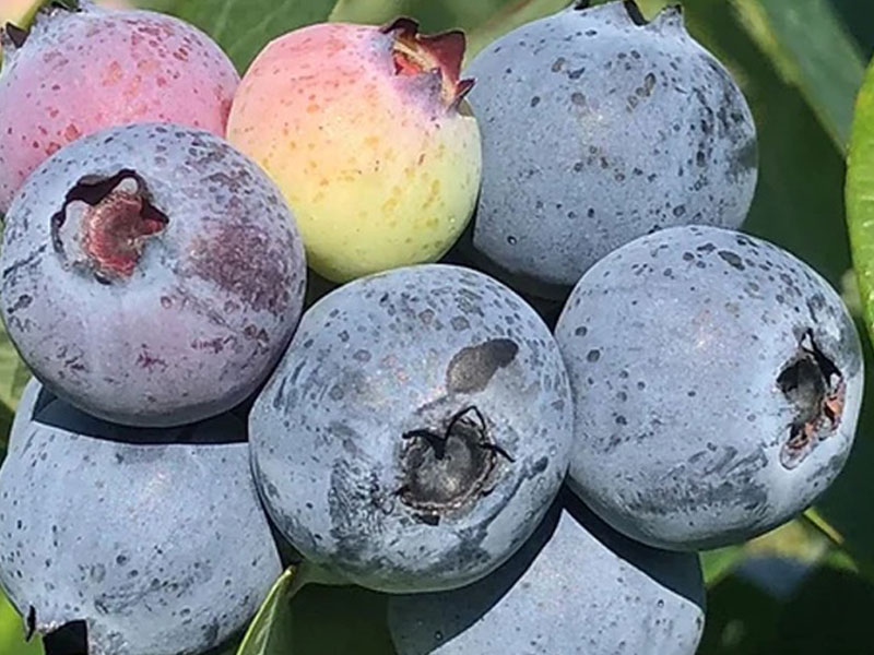 Blueberry (Vaccinium corymbosum x Vaccinium darrowii) PRIMADONNA® - Tutifruti SK Blueberry (Vaccinium corymbosum x Vaccinium darrowii) PRIMADONNA® - Tutifruti SK