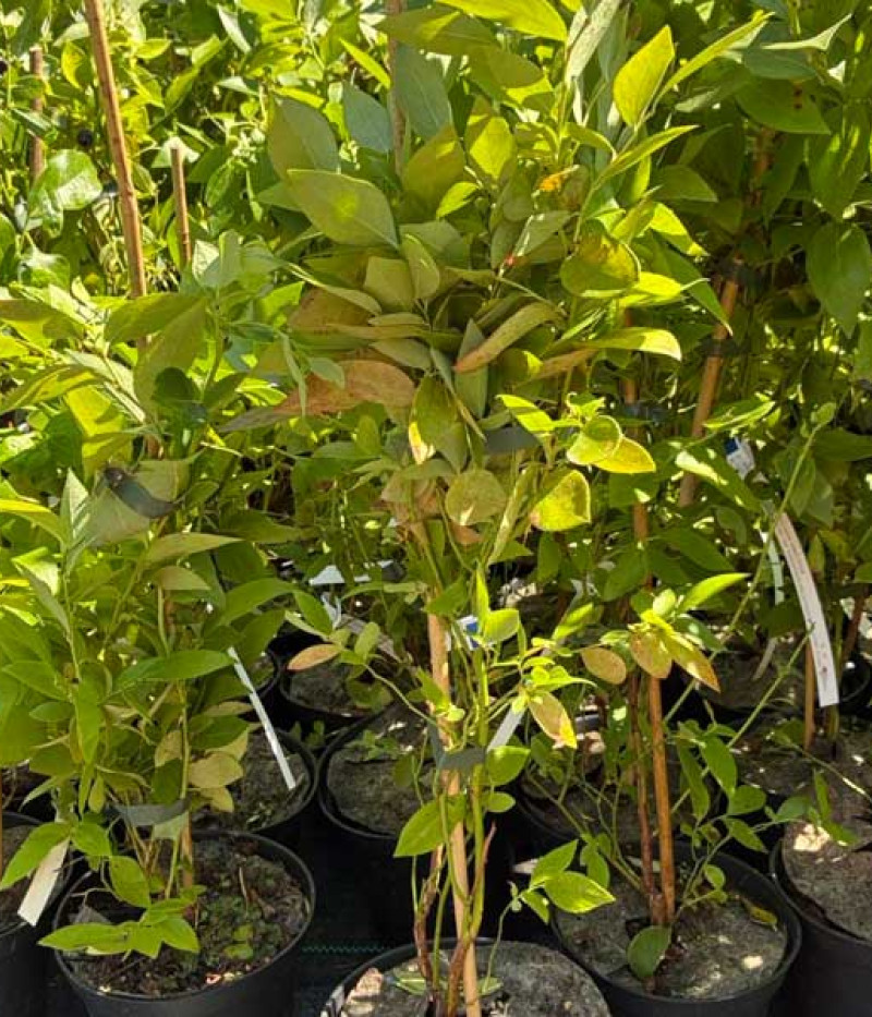 Čučoriedka (Vaccinium corymbosum x Vaccinium darrowii) STAR - Tutifruti SK