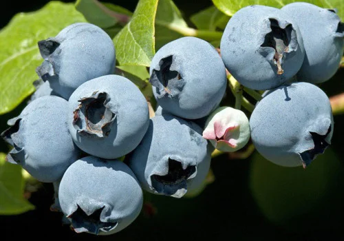 Das Geheimnis vitaler Heidelbeeren: Warum Ammoniumsulfat der unverzichtbare  Frhjahrsdnger ist