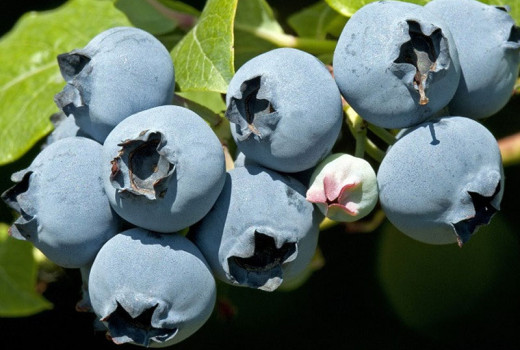 Das Geheimnis vitaler Heidelbeeren: Warum Ammoniumsulfat der unverzichtbare Frühjahrsdünger ist