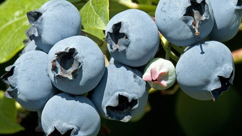 Das Geheimnis vitaler Heidelbeeren: Warum Ammoniumsulfat der unverzichtbare Frühjahrsdünger ist