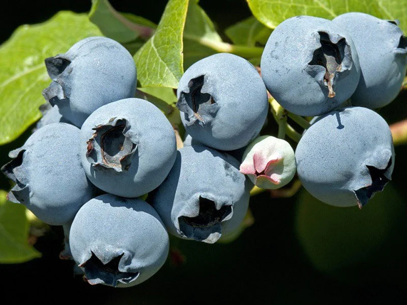 knoblauchsud als dnger Bio-Knoblauch-Dnger kaufen