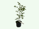 Heidelbeere (Vaccinium corymbosum) SPARTAN - Tutifruti SK