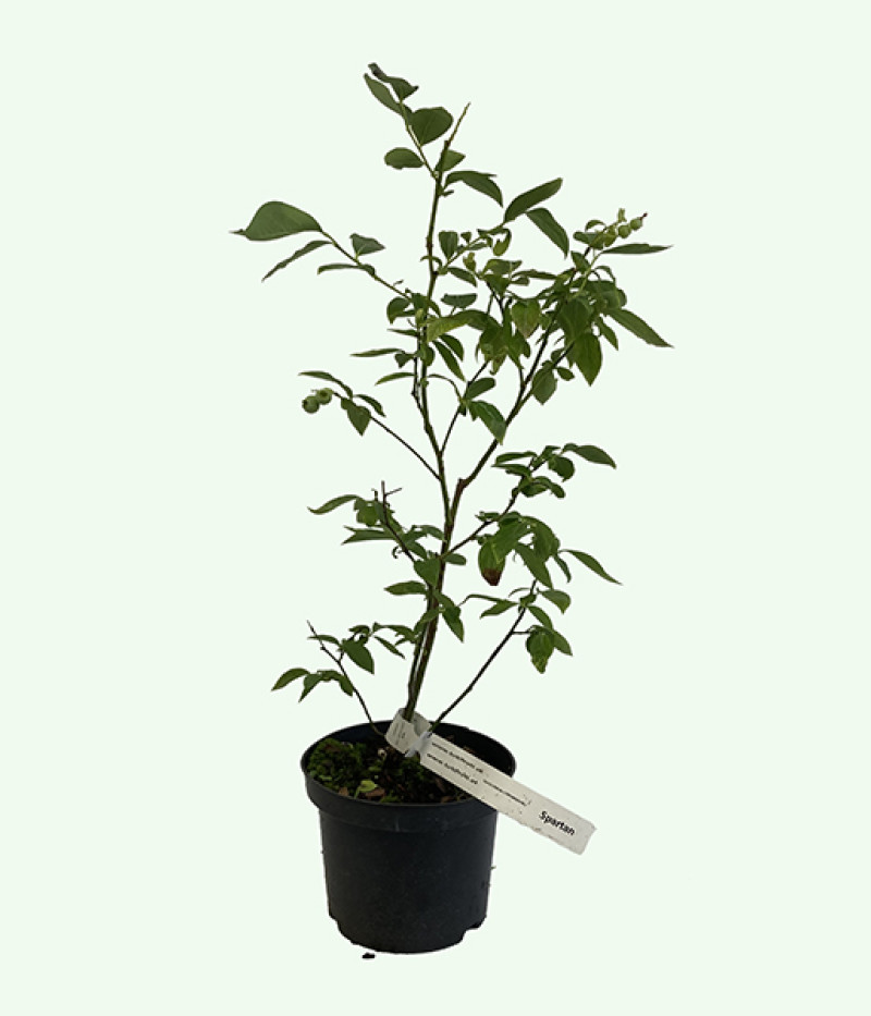 Heidelbeere (Vaccinium corymbosum) SPARTAN - Tutifruti SK