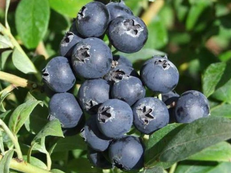PBR Heidelbeere (Vaccinium corymbosum x Vaccinium angustifolium x Vaccinium uliginosum) AINO - Tutifruti, s.r.o. (SK) PBR Heidelbeere (Vaccinium corymbosum x Vaccinium angustifolium x Vaccinium uliginosum) AINO - Tutifruti, s.r.o. (SK)