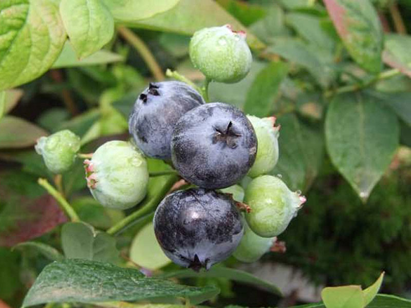 PBR Heidelbeere (Vaccinium corymbosum x Vaccinium angustifolium x Vaccinium uliginosum) ARTO - Tutifruti, s.r.o. (SK)