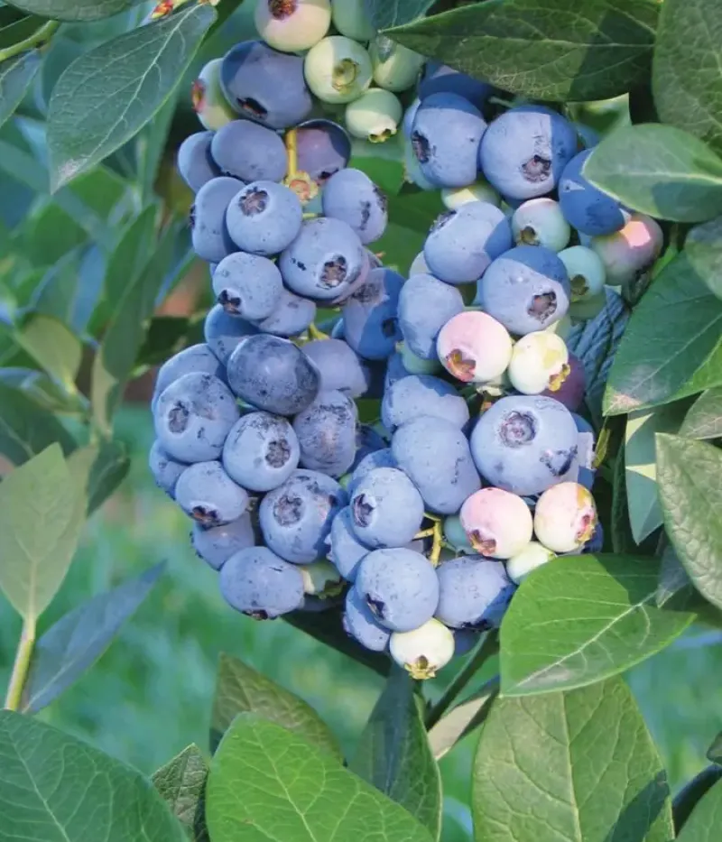 Blueberry (Vaccinium corymbosum) AURORA - Tutifruti, s.r.o.