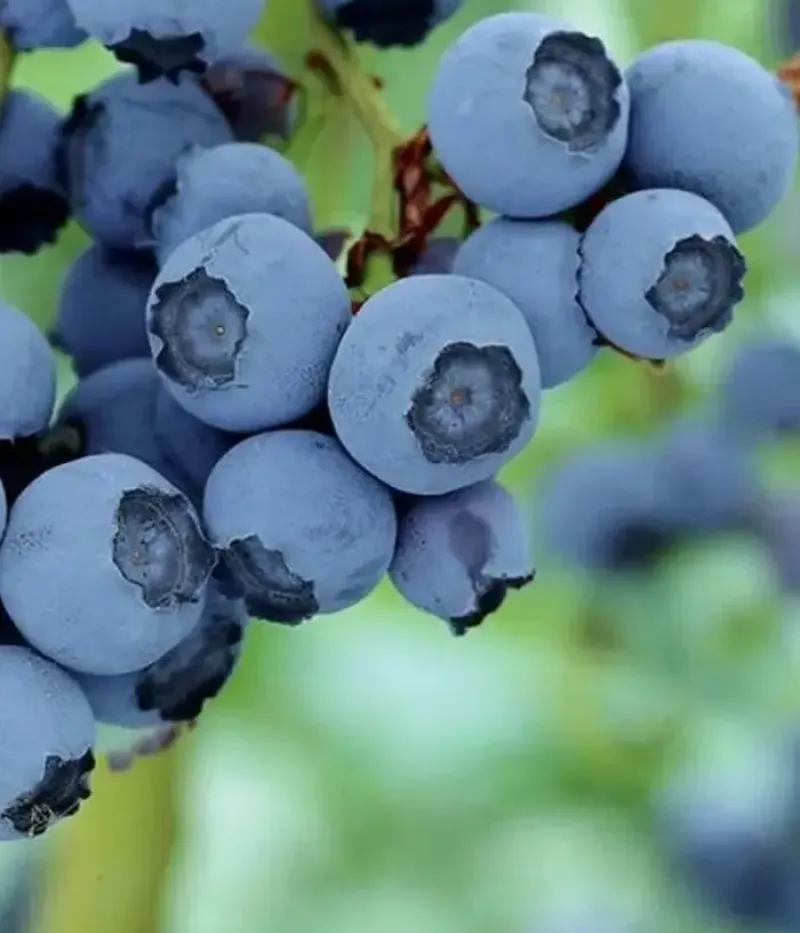 Heidelbeere (Vaccinium corymbosum) BABY BLUES - Tutifruti, s.r.o.