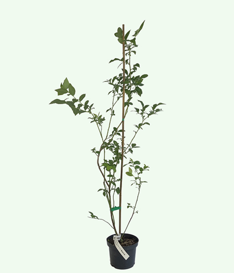 Čučoriedka (Vaccinium corymbosum) BLUECROP - Tutifruti SK