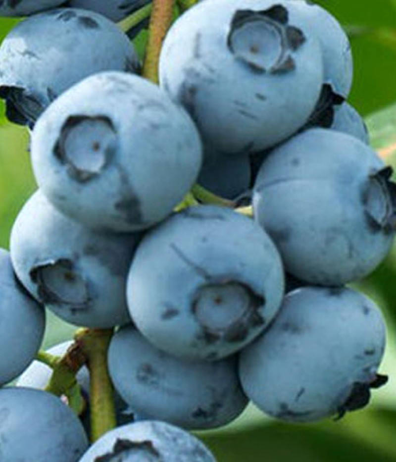 Čučoriedka (Vaccinium corymbosum) BLUECROP - Tutifruti SK