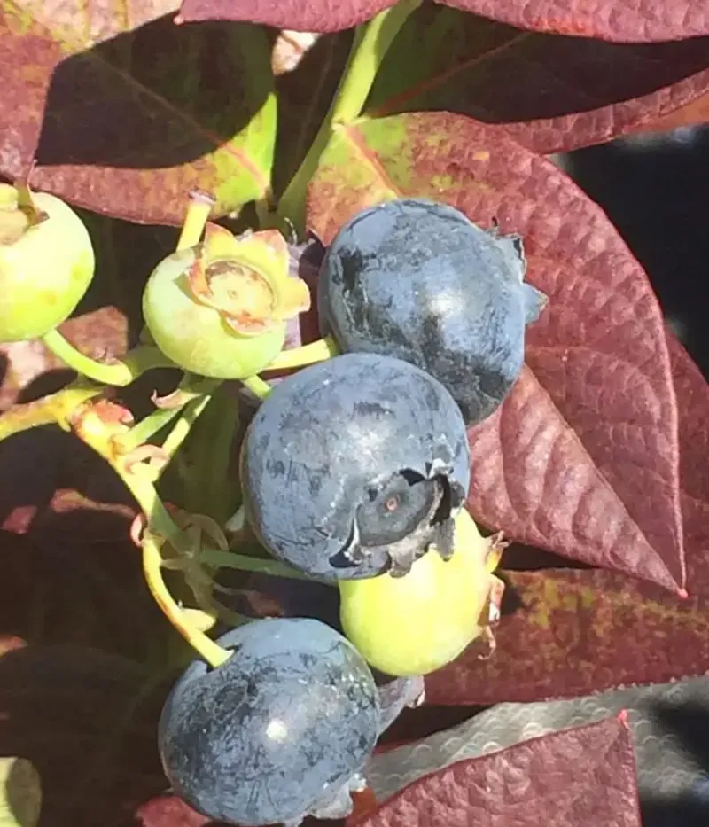 Heidelbeere (Vaccinium corymbosum) CABERNET SPLASH - Tutifruti, s.r.o.