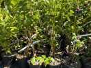 Blueberry (Vaccinium corymbosum x Vaccinium darrowii) CAPE FEAR - Tutifruti SK Blueberry (Vaccinium corymbosum x Vaccinium darrowii) CAPE FEAR - Tutifruti SK