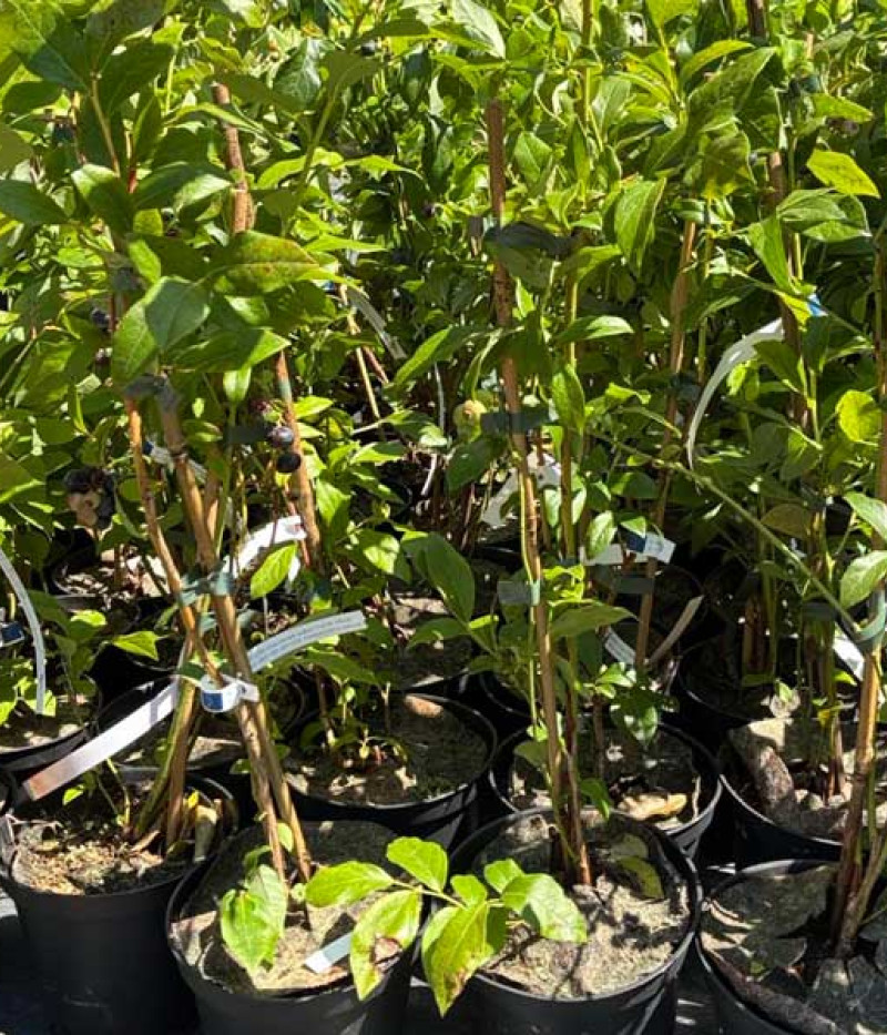 Heidelbeere (Vaccinium corymbosum x Vaccinium darrowii) CAPE FEAR - Tutifruti SK