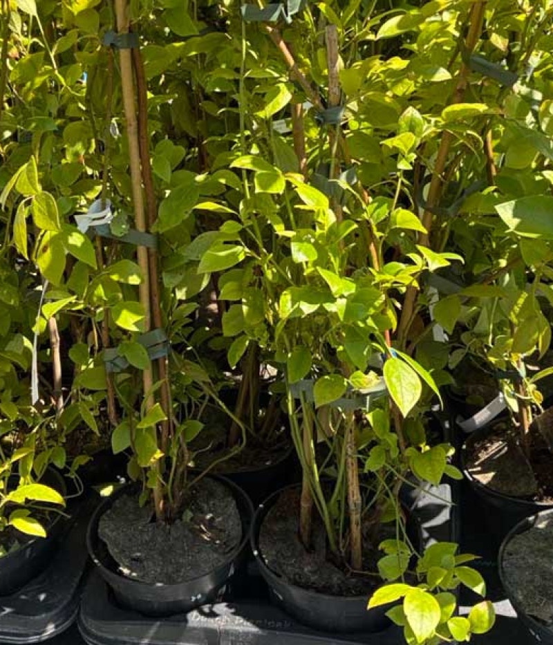 Heidelbeere (Vaccinium virgatum) CENTURION® - Tutifruti SK