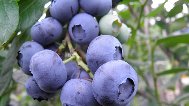 Von Waldsümpfen zu globalen Supermärkten: Die umfassende Geschichte der Domestizierung, Anpassung und Genetik der Gattung Vaccinium