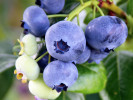 Čučoriedka (Vaccinium virgatum) CLIMAX® - Tutifruti SK Čučoriedka (Vaccinium virgatum) CLIMAX® - Tutifruti SK