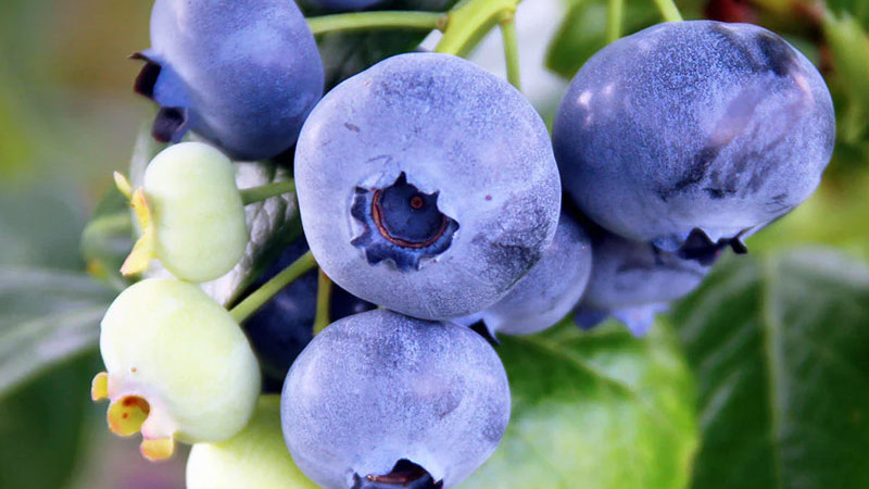 Das Geheimnis großer Früchte gelüftet: Universelle Anleitung zum meisterhaften Schneiden von Blaubeeren