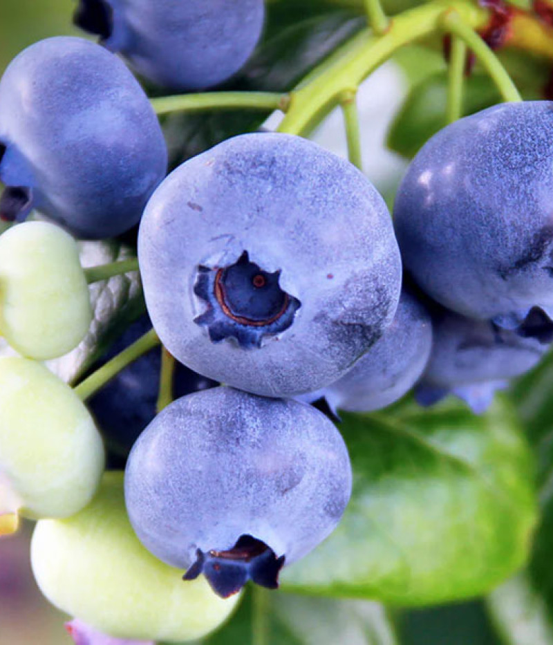 Heidelbeere (Vaccinium virgatum) CLIMAX® - Tutifruti SK