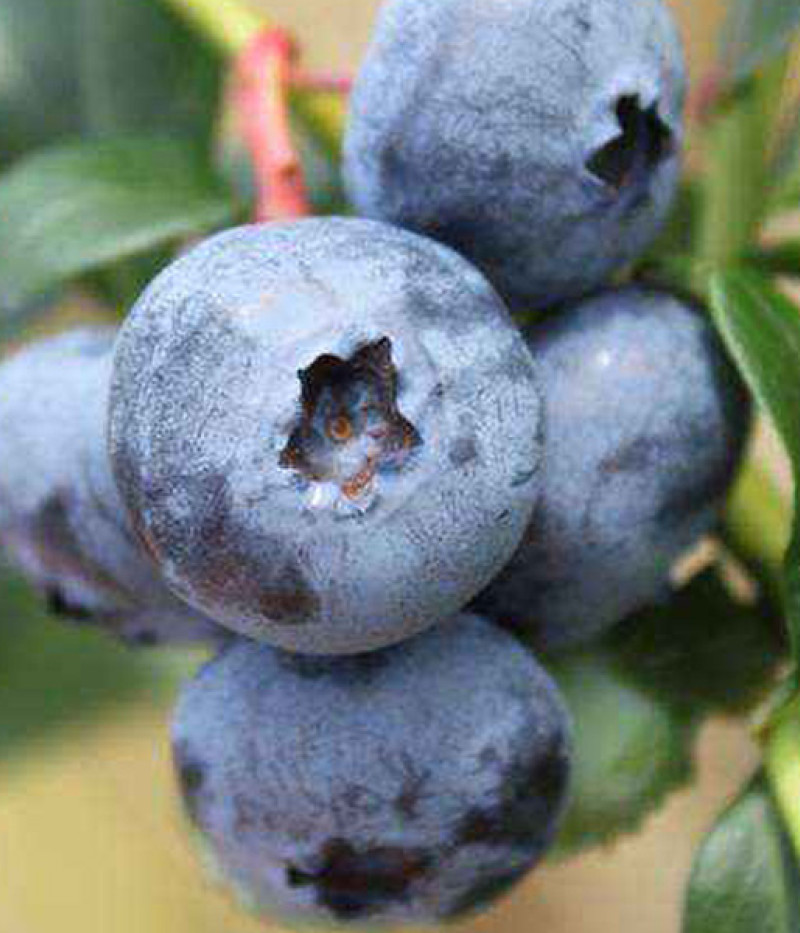 Heidelbeere (Vaccinium corymbosum x Vaccinium darrowii) COOPER - Tutifruti SK