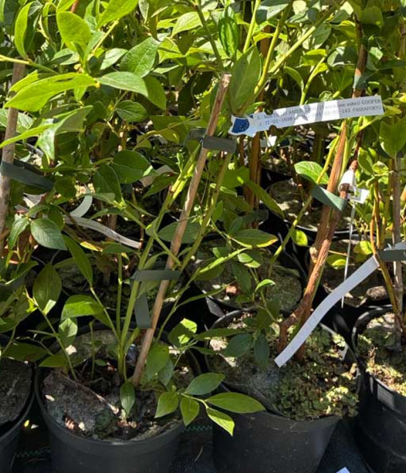 Heidelbeere (Vaccinium corymbosum x Vaccinium darrowii) COOPER - Tutifruti SK