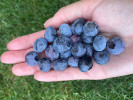 Heidelbeere (Vaccinium corymbosum) Hannah Choice - Tutifruti SK